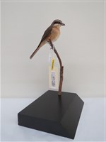 藏品(紅尾伯勞)的圖片